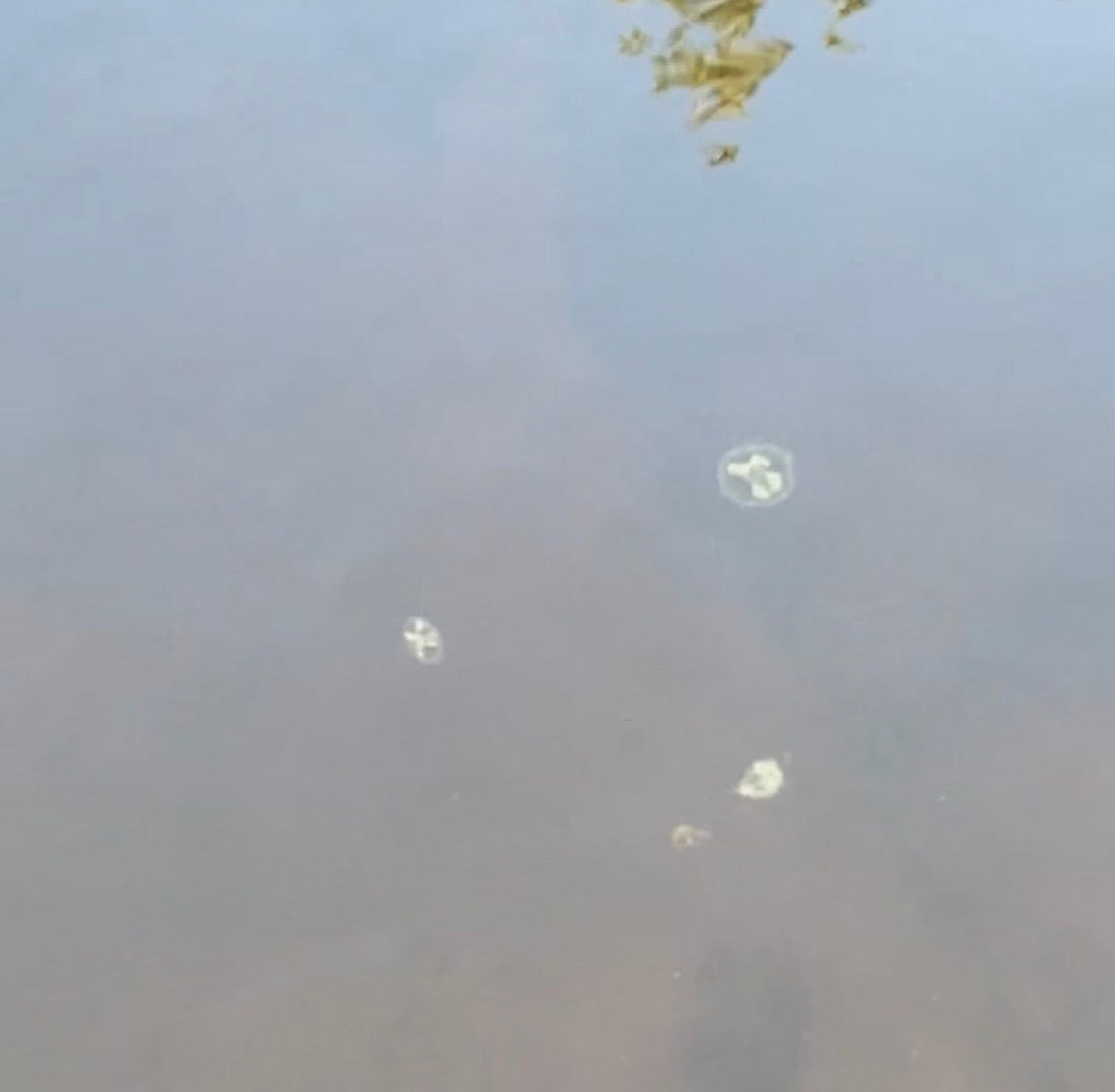 Freshwater Jellyfish? I Thought They Were Kidding.