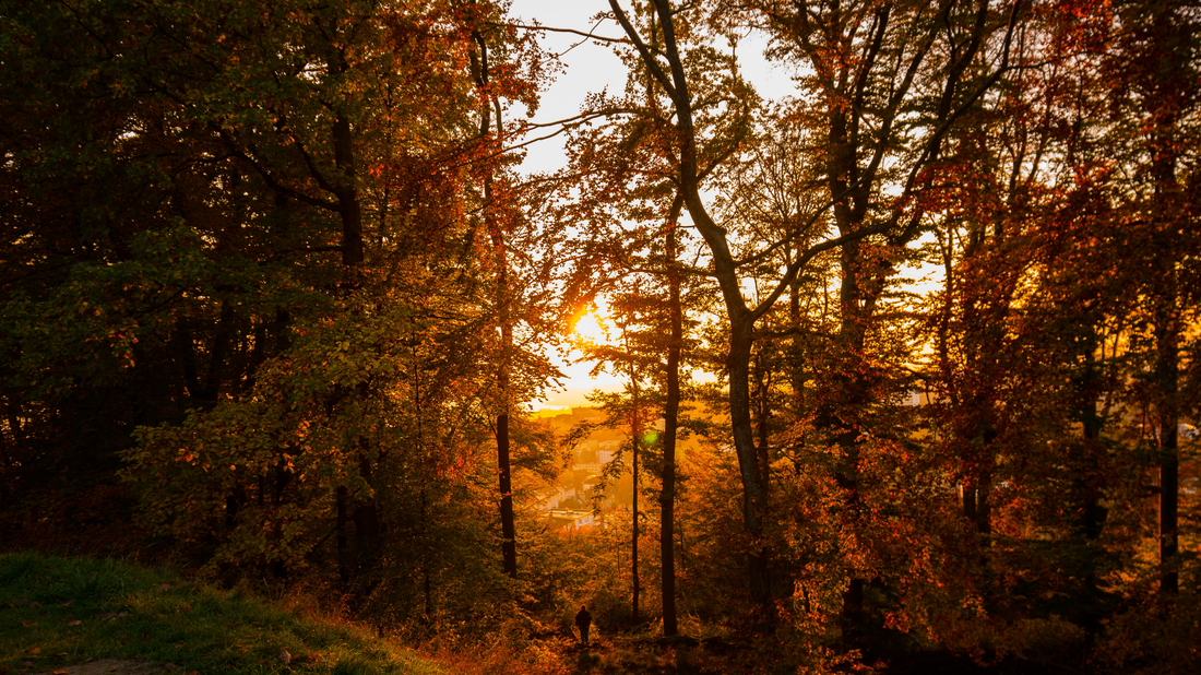 Finding Our Way Back to Fall